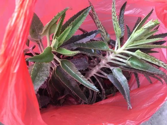 长寿花"嫁接"不死鸟,不烂根蹿枝快,迅速变5年老桩!