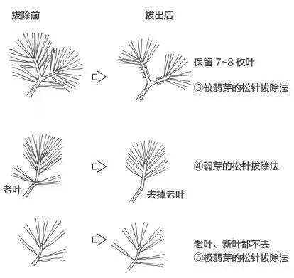 干货分享 黑松盆景短叶修剪法