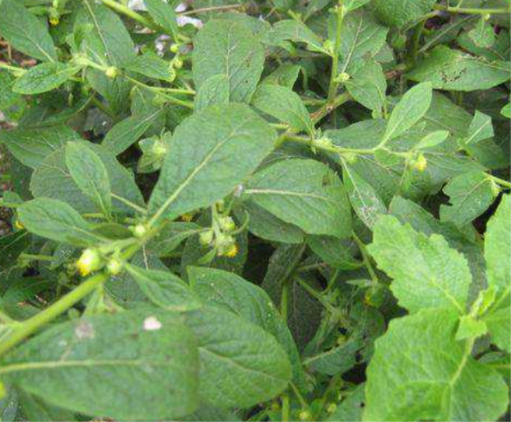 这是鹿活草,生长在野外,它的果实有治病功效,你见过吗?