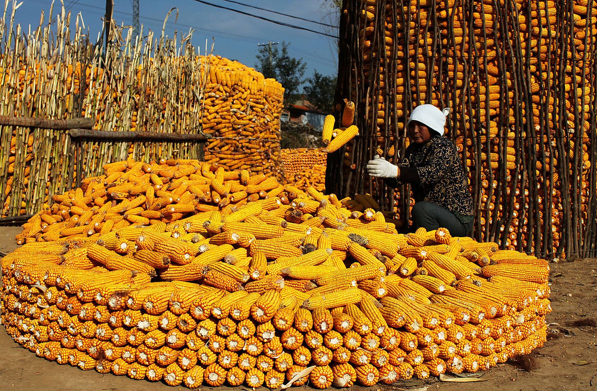 统计局根据对全国31个省(区,市)的调查,2023年全国粮食播种面积,单位