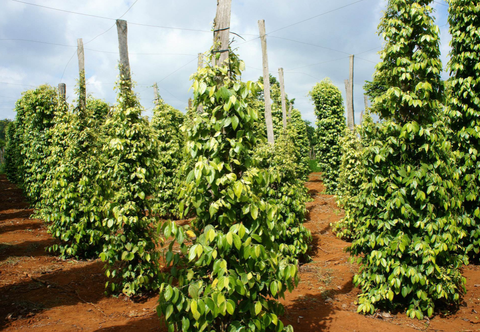 胡椒- 优质问答专区