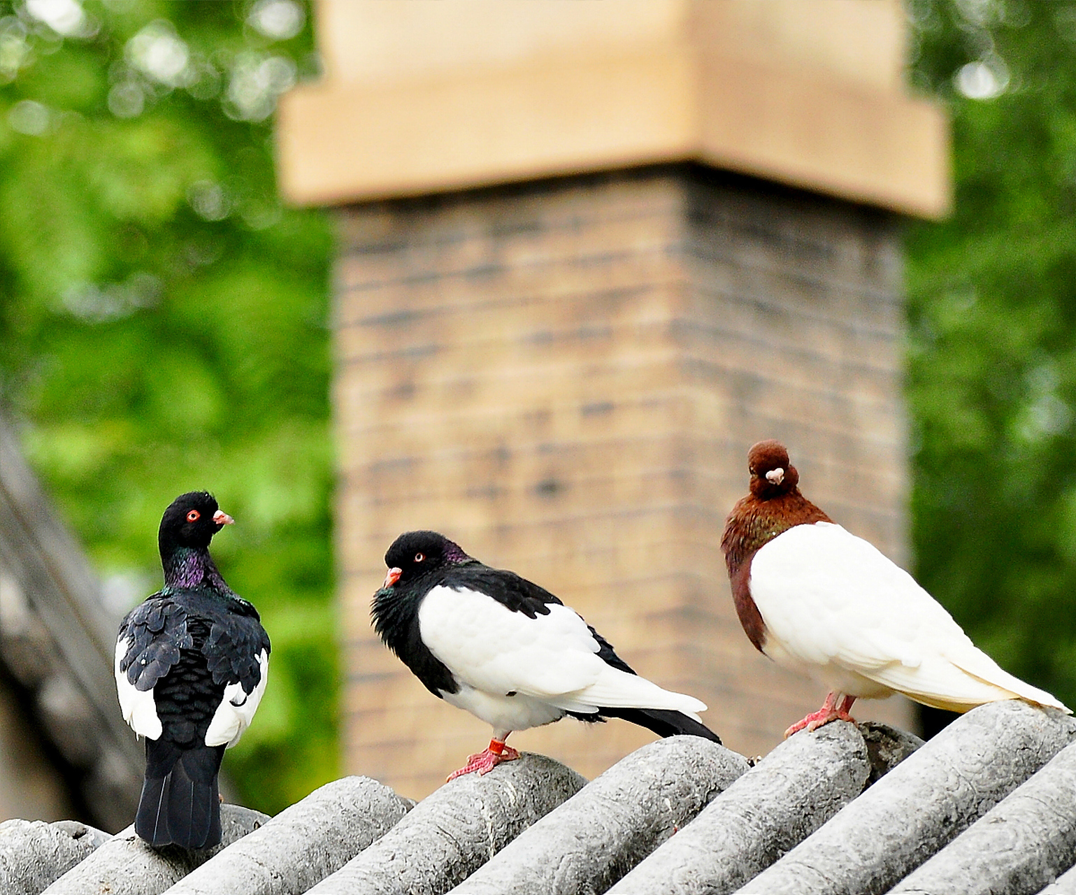 鸽子问乌鸦:"你那么辛苦要飞到哪里去呢?为什么要离开这里呢?