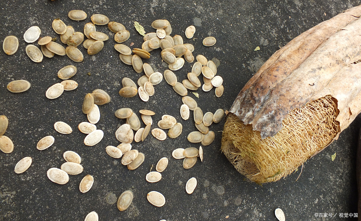 种植丝瓜前,能不能把种子咬破促进出芽?教你一招新技能