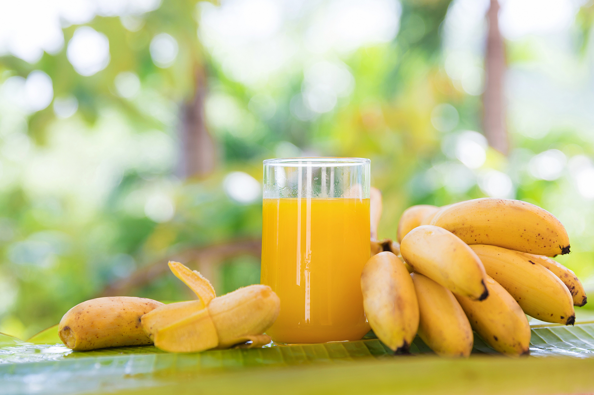 每天一篇英语小短文:   a banana tree   there is a banana tree in