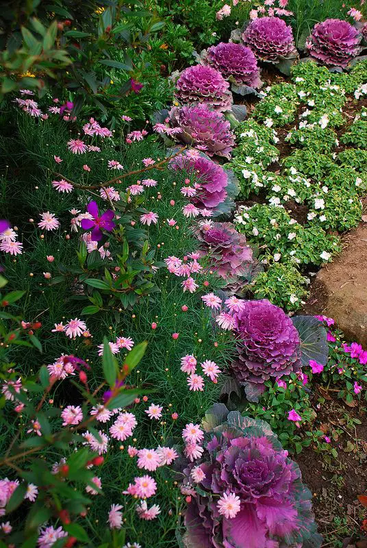最全冬季花卉赏析,这些植物让你家冬日的庭院依旧绚烂!