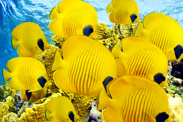 多彩小鱼宽屏壁纸,超美的深海小鱼