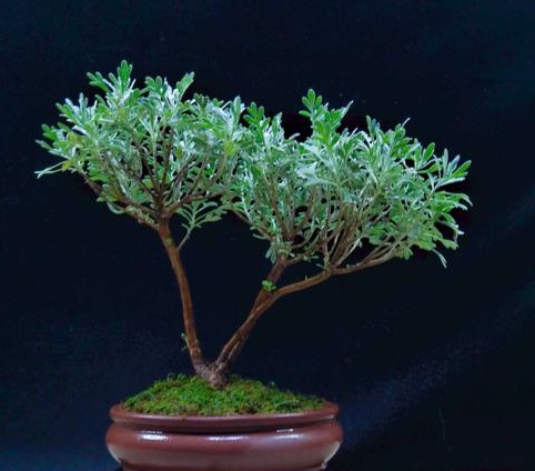 春季芙蓉菊换盆修剪整形,繁殖常用播种压条扦插等方法