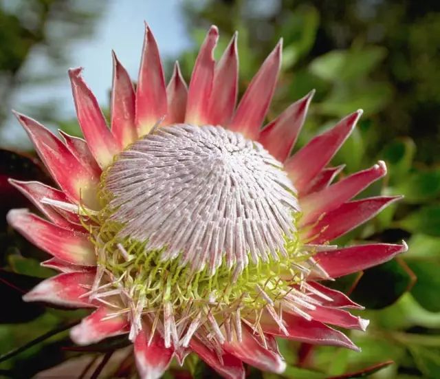 南非共和国的国花-帝王花