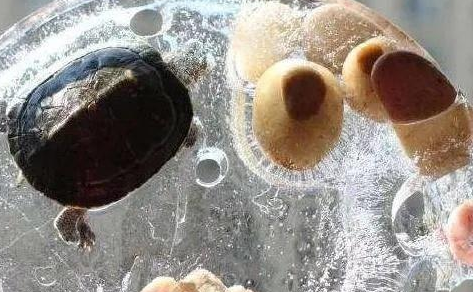 东北集市零下三十度是什么样子?粘豆包成鸡蛋,看到乌龟笑趴!