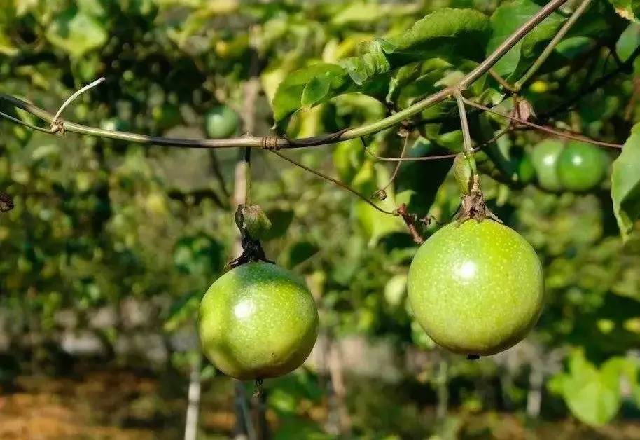 百香果种植时间和方法(百香果种植时间和方法及可収几季)