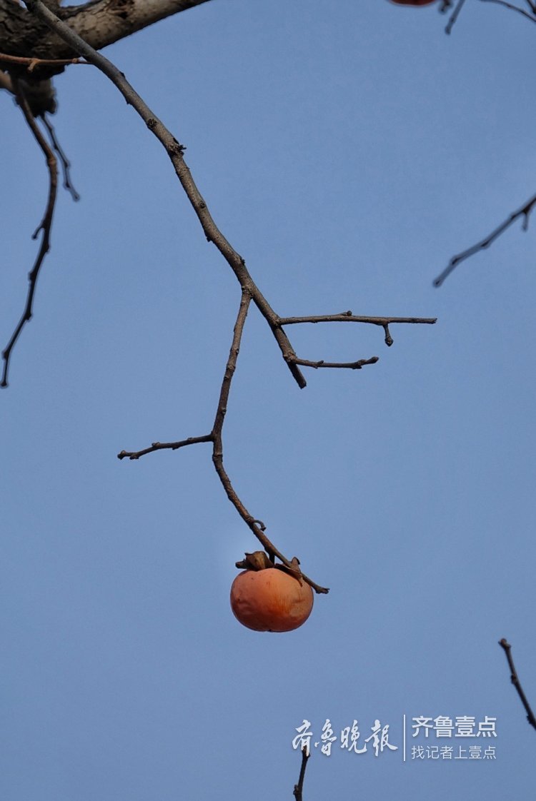 初冬季节,树枝上还挂着零星的柿子
