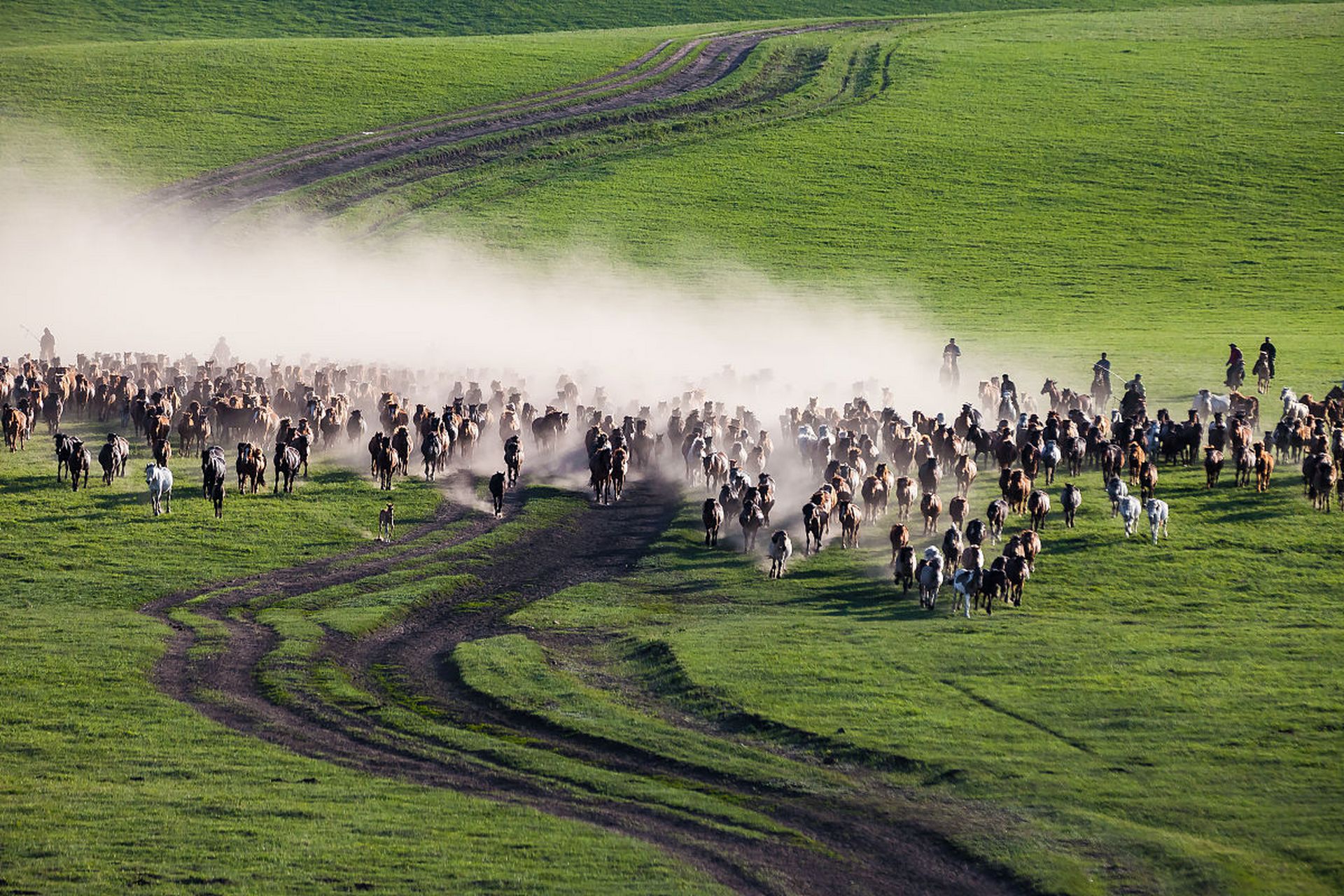 奔驰的马群,卷起滚滚尘埃,场面壮观#动物趣图