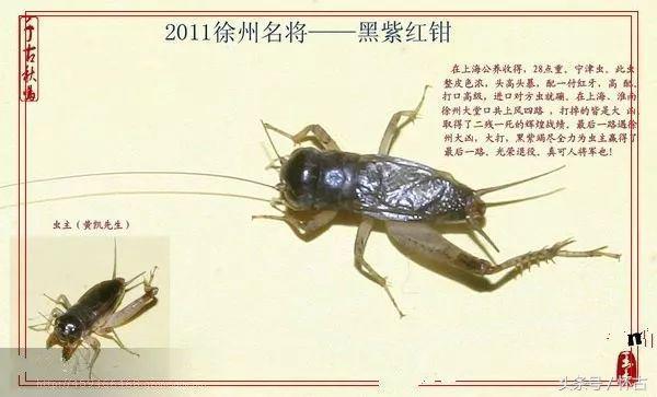 蟋蟀故事:高品级大将军――黑紫红钳