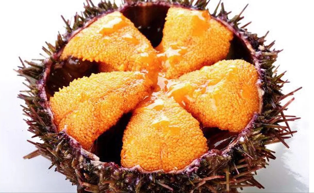 酒渍海胆就是日本三大珍味之一,海胆火锅便是源自日本北海道