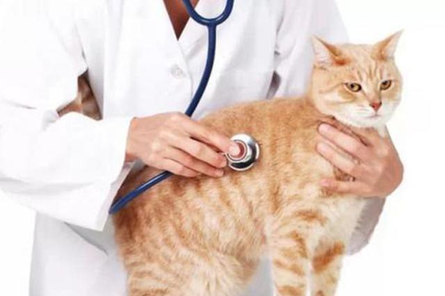 猫抓热的基本常识你得知道