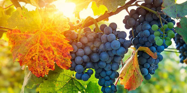 我是葡萄树,你们是枝子.常在我里面的,我也常在他里面