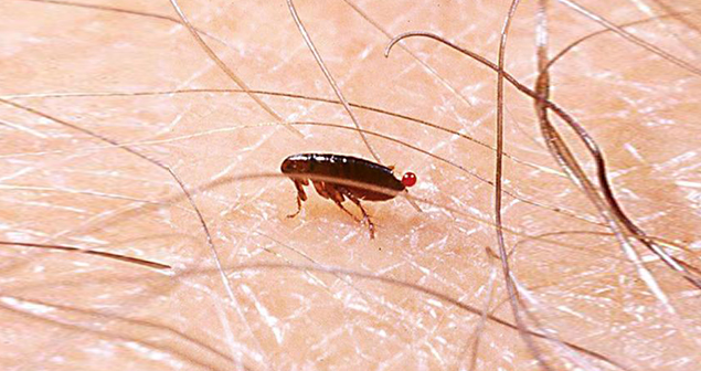 美国洛杉矶市政厅老鼠跳蚤成患,职员竟害怕上班