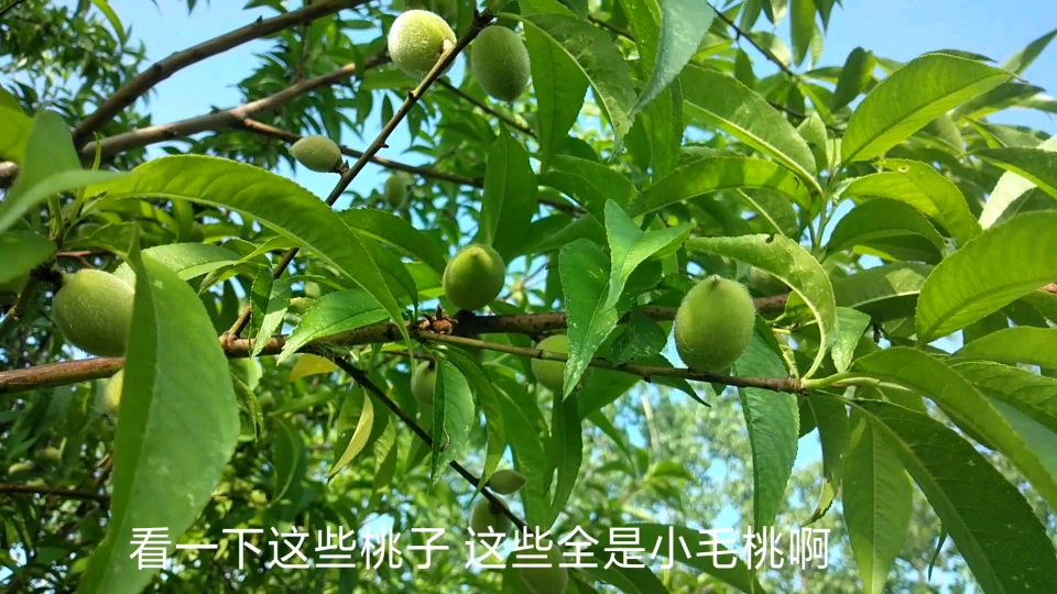农村河边看毛桃,竟然看到野水鸡了