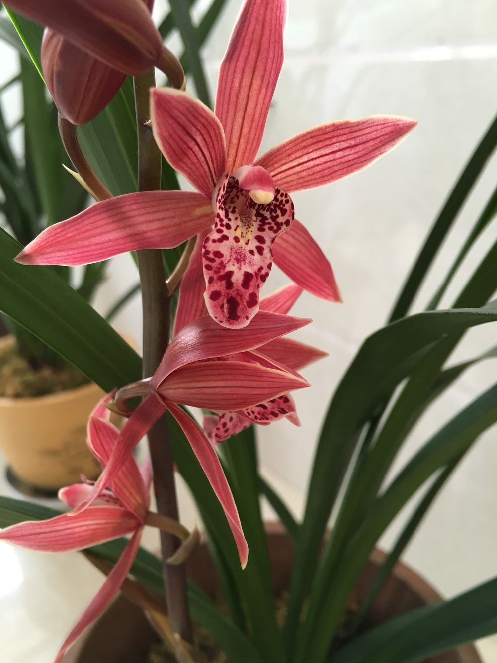 最喜庆的兰花,红红火火,花开几个月,香气四溢,是年宵花佳品