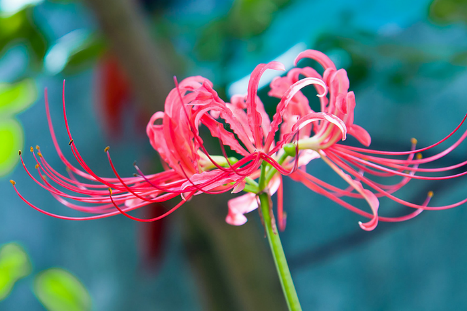 彼岸花种植需注意哪几点?掌握这几点,一样能开出美美的小花朵