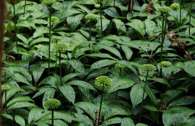 三七- 热门商品专区