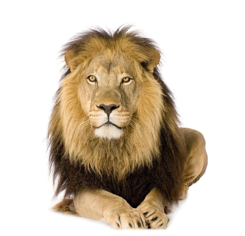 一头狮子私下找了装修队,随后竟发生这种惨事