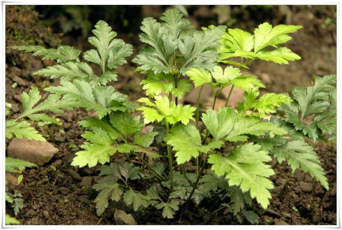 黄连为毛茛科植物黄连,三角叶黄连,云南黄连,的干燥根茎,三种黄连的