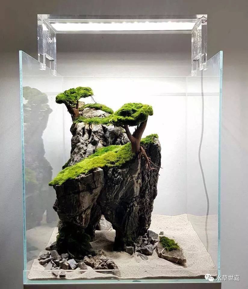 鱼缸里种棵树系列-苔藓缸