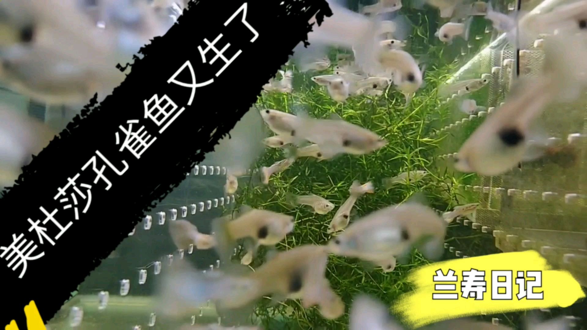 美杜莎孔雀鱼又生了一窝小鱼苗