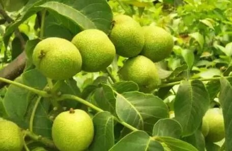 目前赞皇县核桃种植面积已达到40万亩.