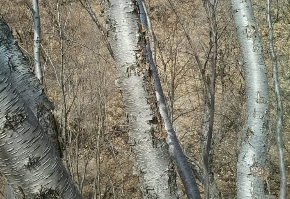 铁桦树要比普通的钢铁坚硬两倍以上,这在所有的树木中位列首位哦,,成