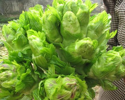 食用方法: 抱儿菜洗净从中切两瓣,胡萝卜洗净切块儿备用.