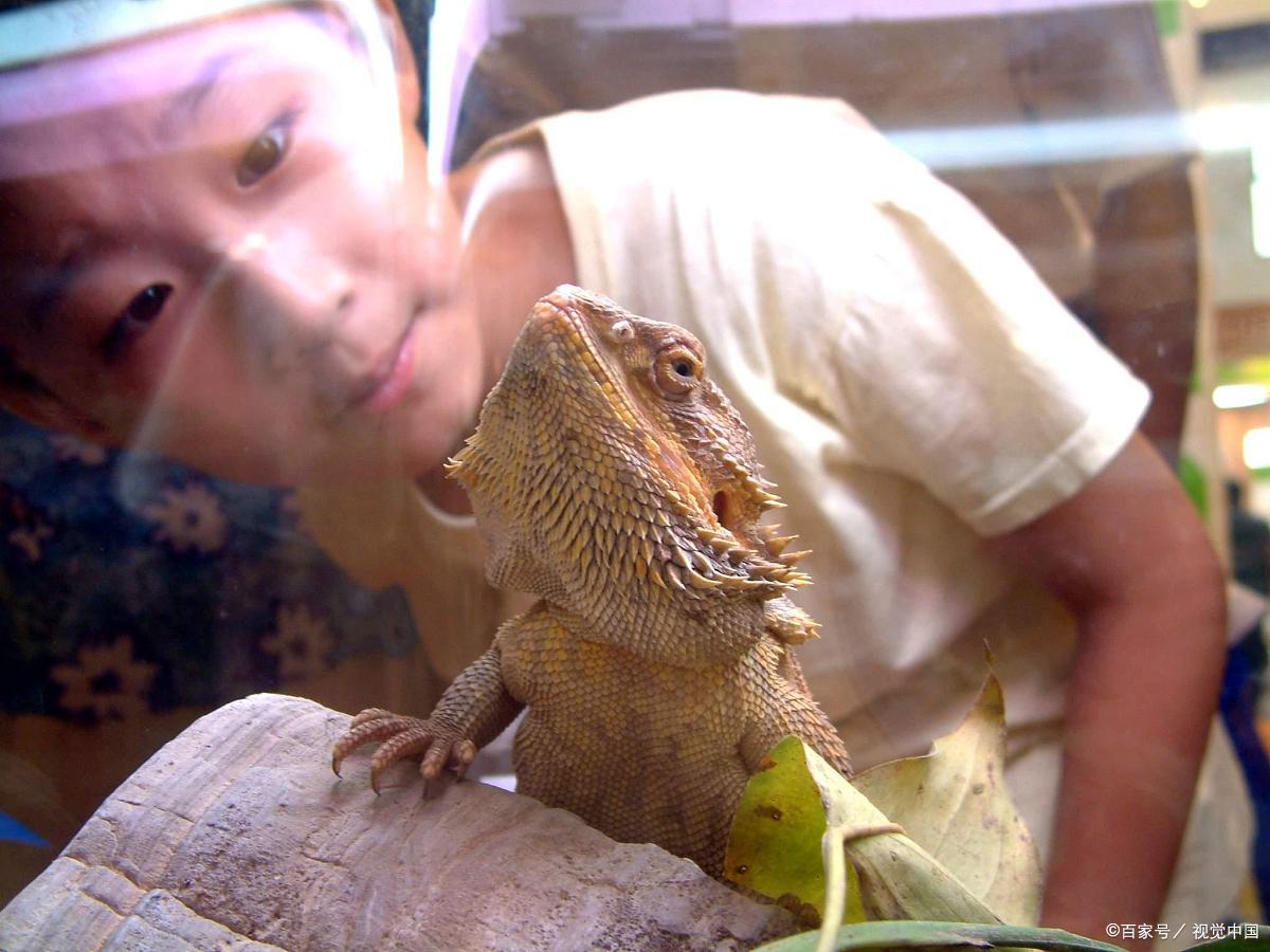 农村的"地出溜子"你见过吗?尾巴断了会"刷锅",很逗人