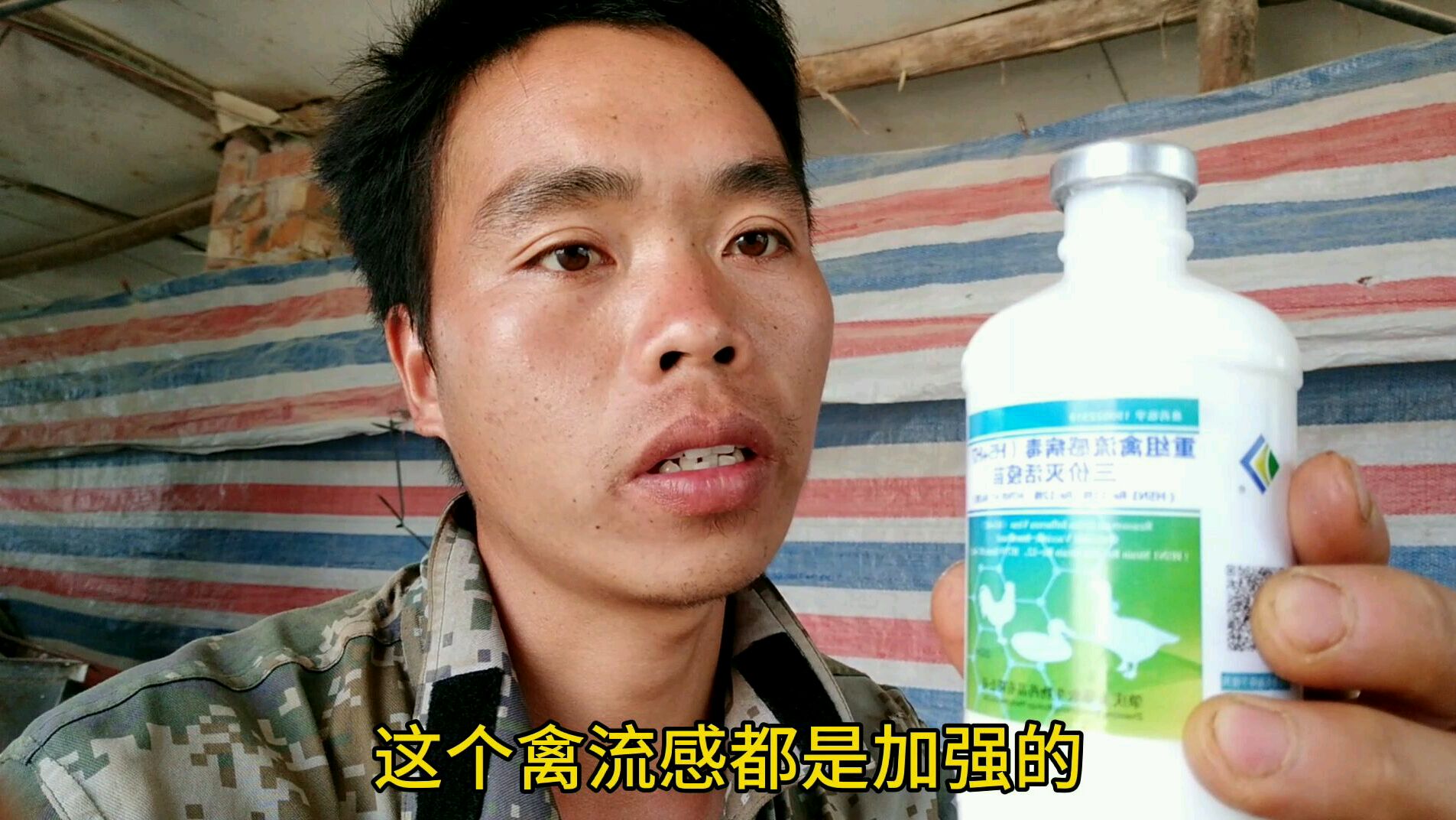小鸡疫苗要做四次禽流感,每次打疫苗头都大,养殖累啊!