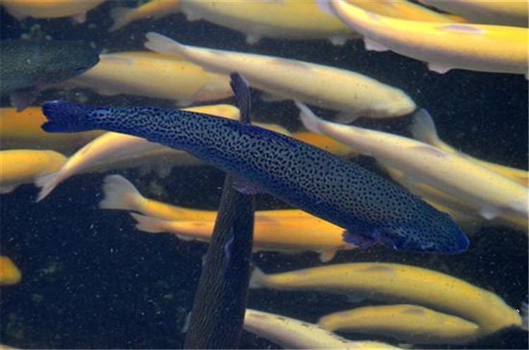 很多妈妈们的喜爱,所以很多养鱼的人也会选择这种不错的鱼种来饲养