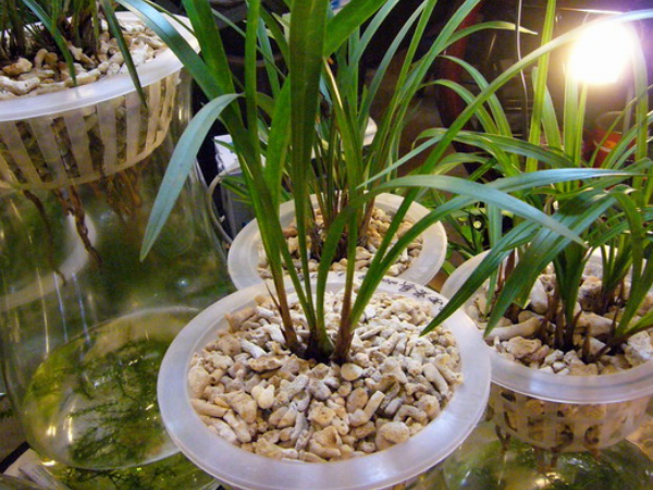 家养水培兰花的养殖小技巧,知道这些后,保你的植物越长越旺