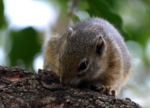 松鼠它与别的啮齿动物一样,具有成熟早,繁殖快的特点