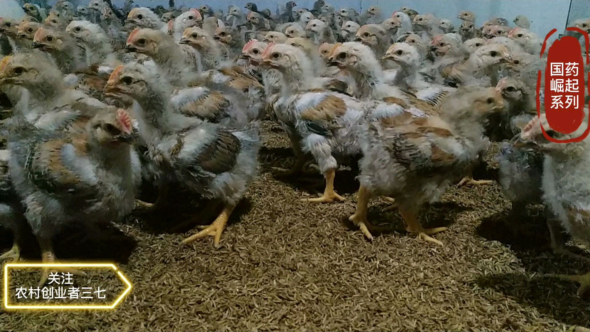 养出健康好鸡之国药崛起篇04,用中药治疗鸡病,鸡精神状态非常好