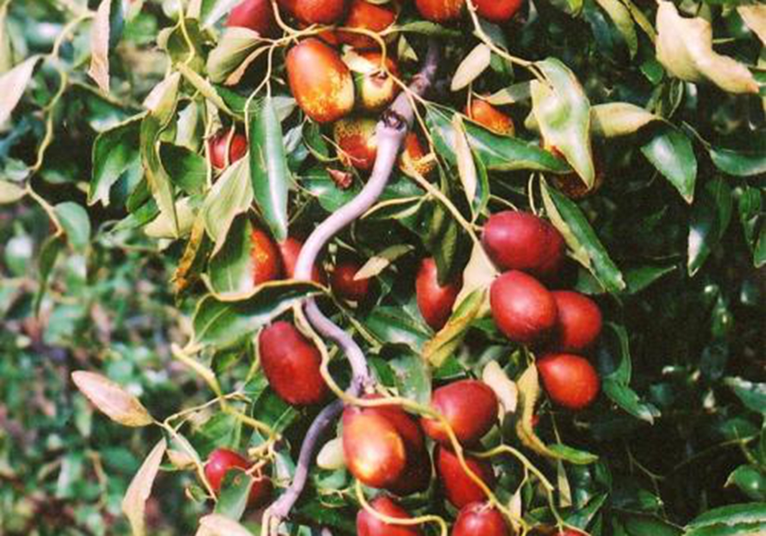 枣树- 热门商品专区