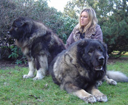 高加索犬,是一种强壮有力的运动型犬,它有着强壮的肌肉