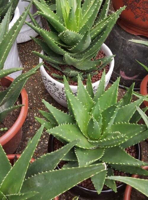 芦荟长爆盆了?秋季这样做,一盆养出20盆,盆盆侧芽多,变老桩!