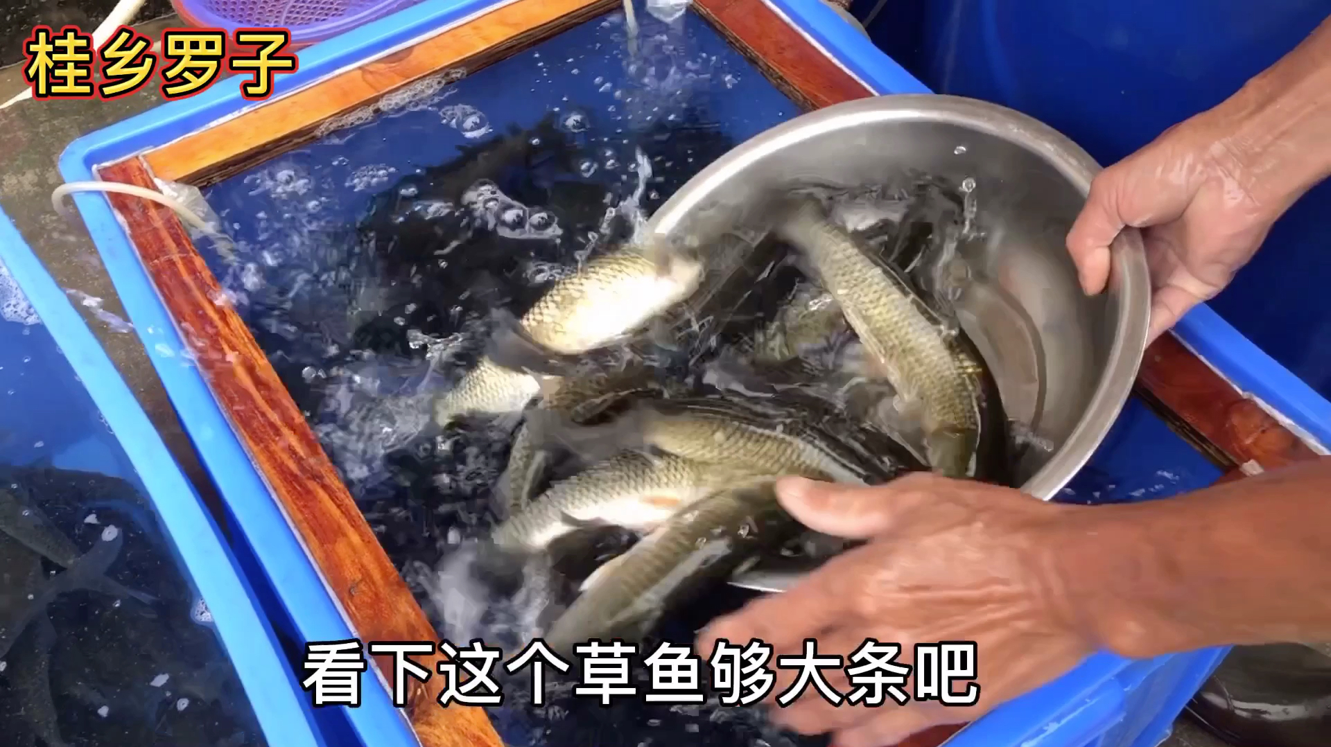 乡村小镇,一斤多重草鱼 鱼苗才卖7块钱一条,你觉得贵吗?