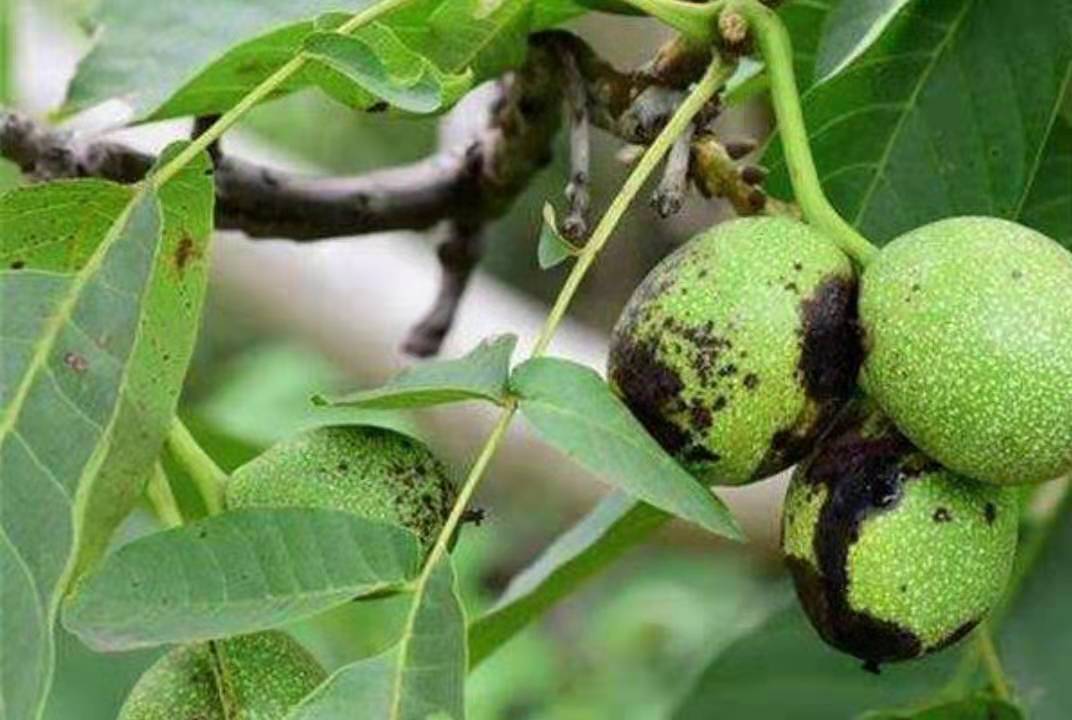 核桃炭疽病的症状与发病原因,具体的防控与治疗措施