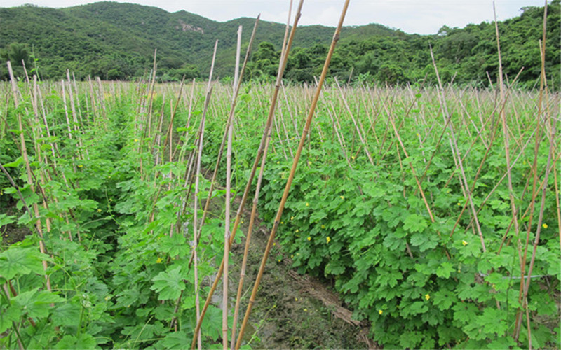 冬季苦瓜大棚种植图片