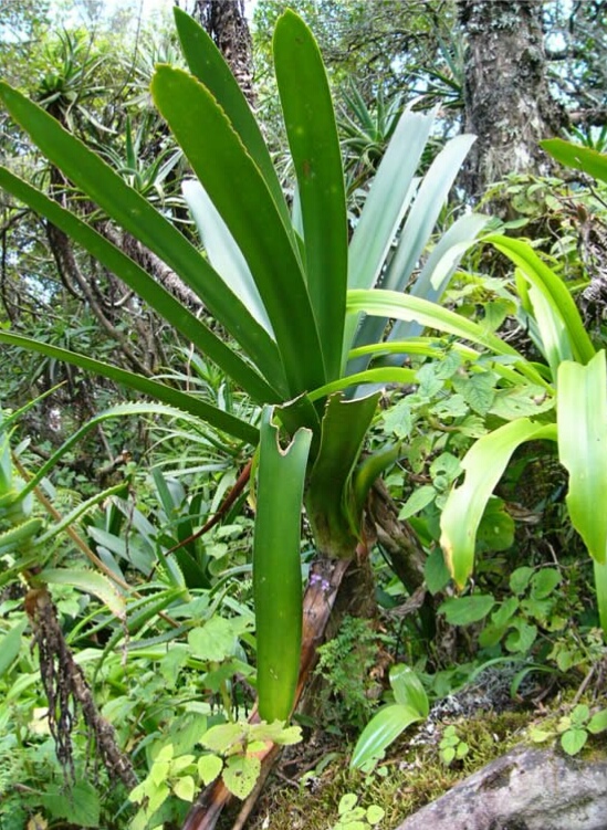 相信你一定没见过的野生君子兰