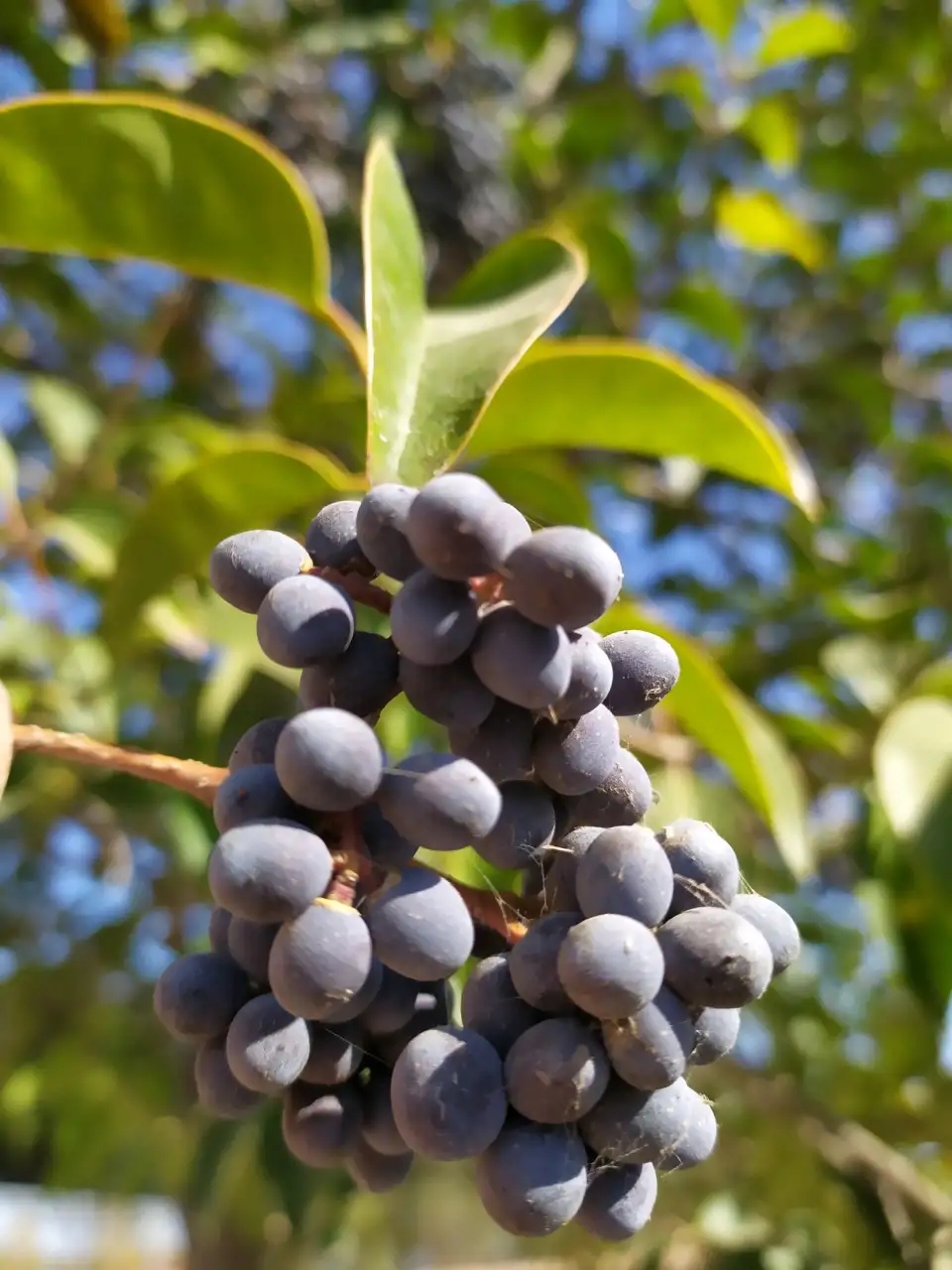 女贞子各地很常见,能治脱发白发,见了不要错过