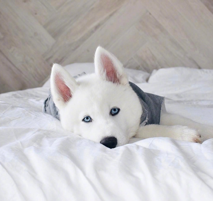 纯白色的哈士奇,帅气英俊又高冷,哈士奇中的一股清流