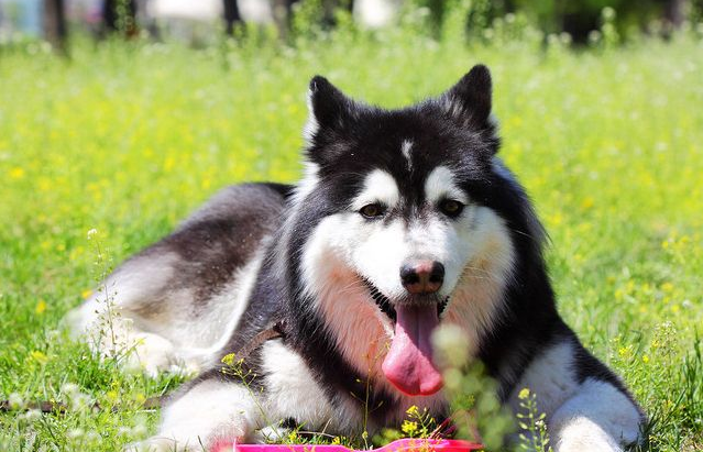成年阿拉斯加犬有着安静,高雅的气质,对主人非常忠心,耐力强!