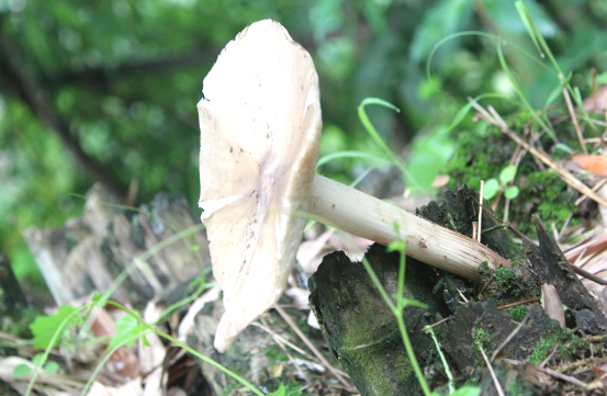 鸡肉菇可以炒着吃,也可以煮汤喝,其味道鲜嫩香美,吃过的人都会喜欢上