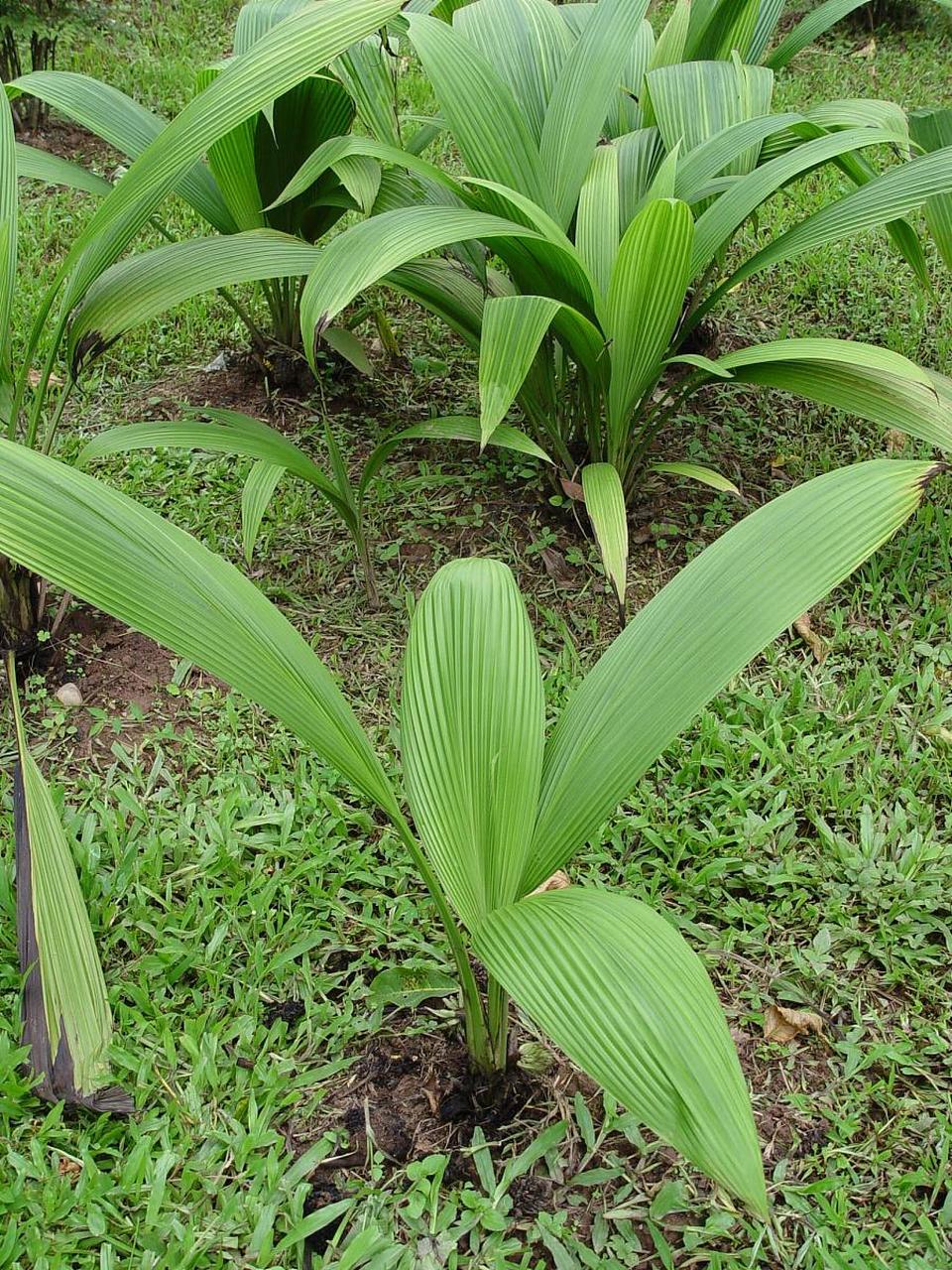 中药仙茅的功效与作用  仙茅属于补阳温肾之专药,属于补虚药分类下